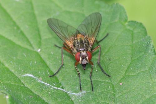 Réf. 295 885 : Mydaea corni